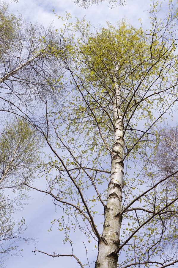 Young foliage stock image. Image of foliage, season, tree 92337153