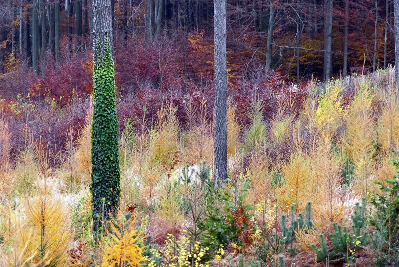 Young forest with autumnally colours