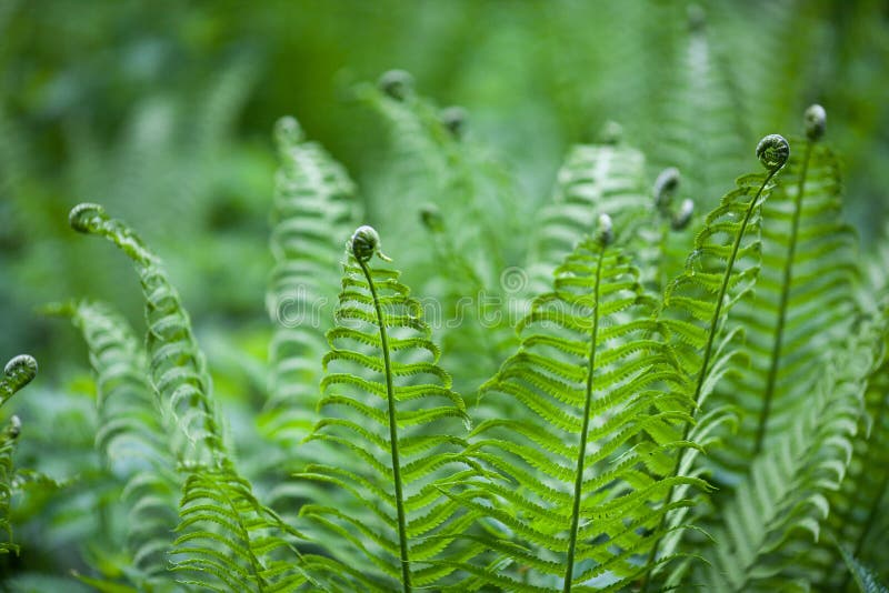 The young forest fern looks very unusual with curls at the ends of the leaves