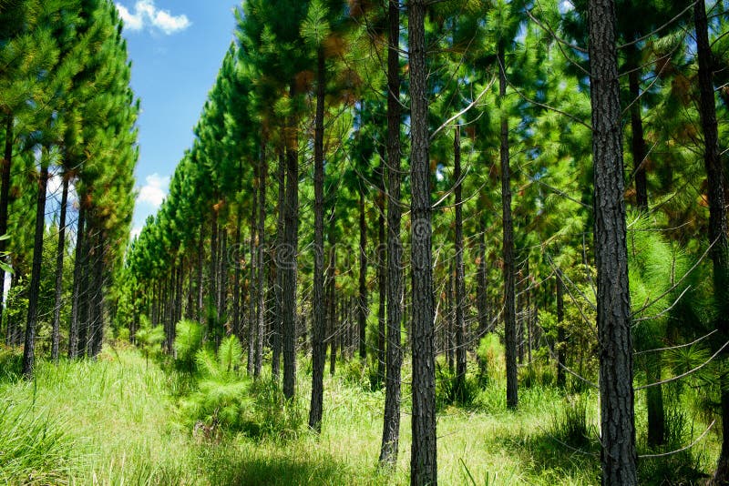 Young forest with rows of trees