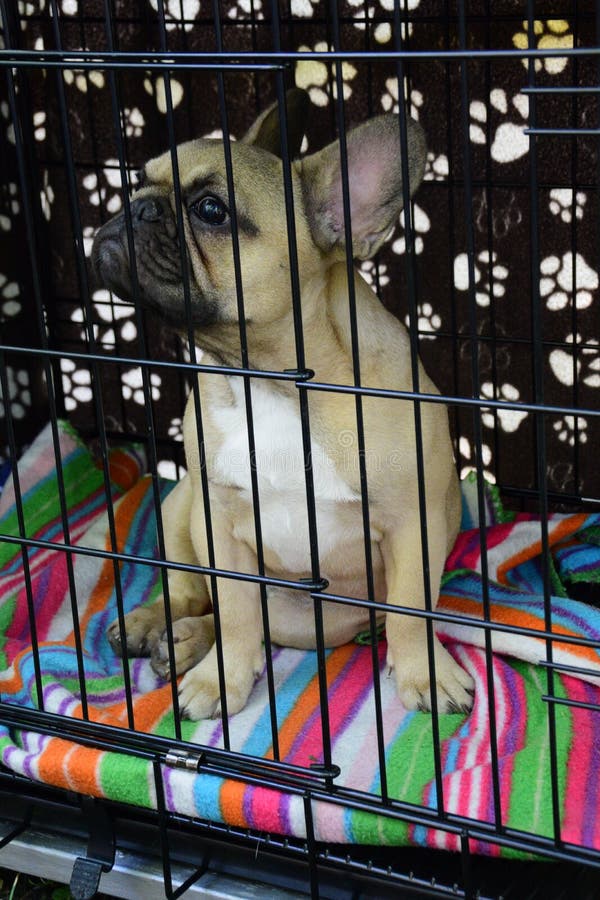 Beautiful Young French Bulldog In A Cage Surrounded By His