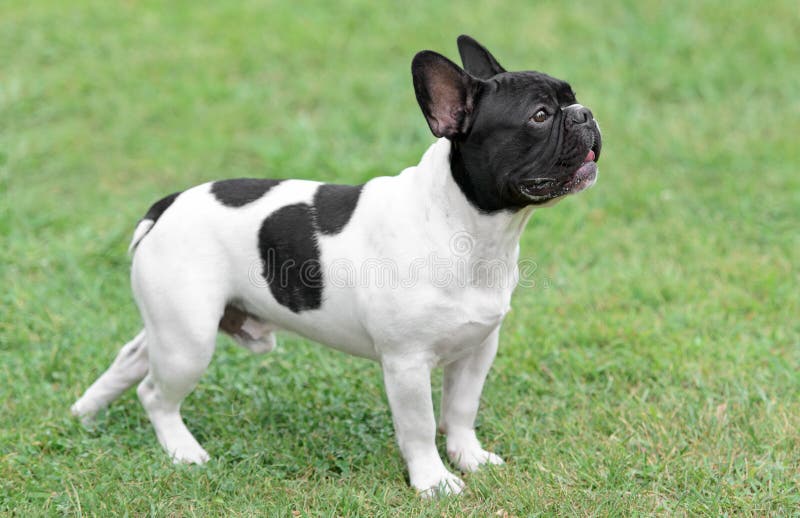 Black French Bulldog stock photo. Image of animal, purebred - 12594956