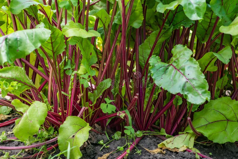 Young Fresh Beet Leaves. Beetroot Plants in a Row from a Close Distance