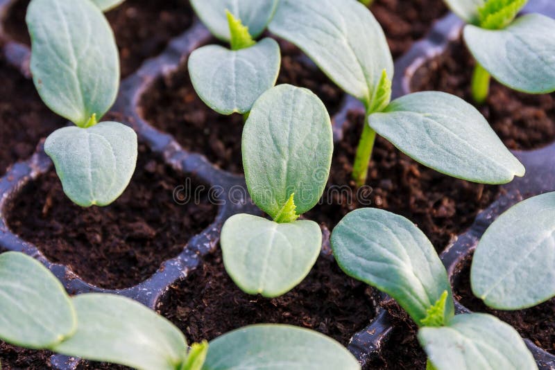 Young fresh cucumber seedling stands in plastic pots. cultivation of cucumbers in greenhouse. Cucumber seedlings sprout. Young fresh cucumber seedling stands in plastic pots. cultivation of cucumbers in greenhouse. Cucumber seedlings sprout