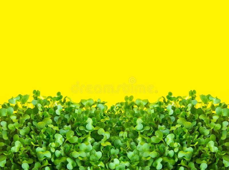 Young fresh green sprouts of potted water cress on sunny yellow background. Microgreens gardening healthy plant based diet stock photography Young fresh green sprouts of potted water cress on sunny yellow background. Microgreens gardening healthy plant based diet stock photography
