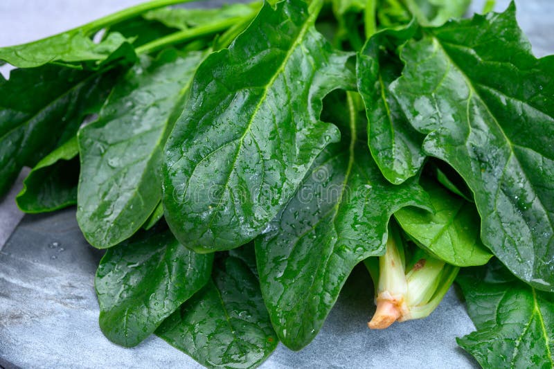 Young Fresh Leaves of Green Organic Spinach Ready To Cook Stock Image