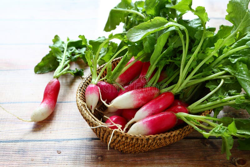 Young fresh radishes