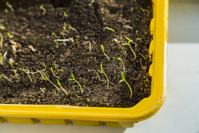 Young fresh seedlings royalty free stock image Young fresh seedlings royalty free stock image