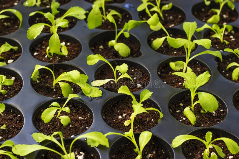 Young Fresh Seedlings in Plastic Pots, Organic Growing Vegetables Stock