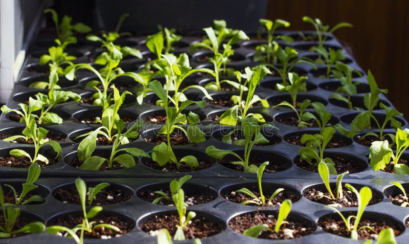 Young fresh seedlings in plastic pots, organic growing vegetables royalty free stock photo Young fresh seedlings in plastic pots, organic growing vegetables royalty free stock photo