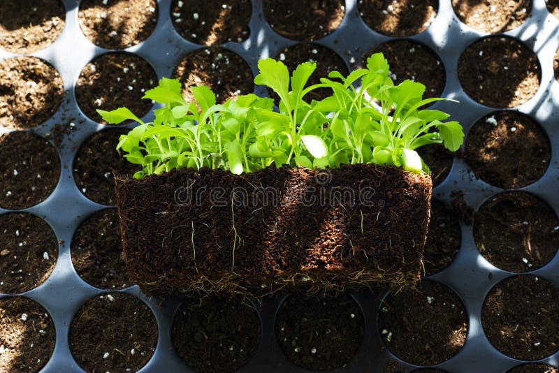 Young Fresh Seedlings in Plastic Pots, Organic Growing Vegetables Stock