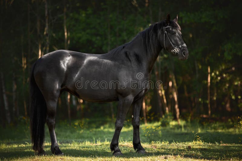 Young friesian mare horse posing in green meadow in shadow of trees