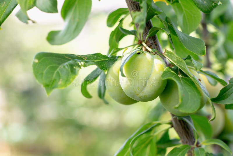 Young Fruits Green Plums on a Sunny Day. Stock Photo Image of garden