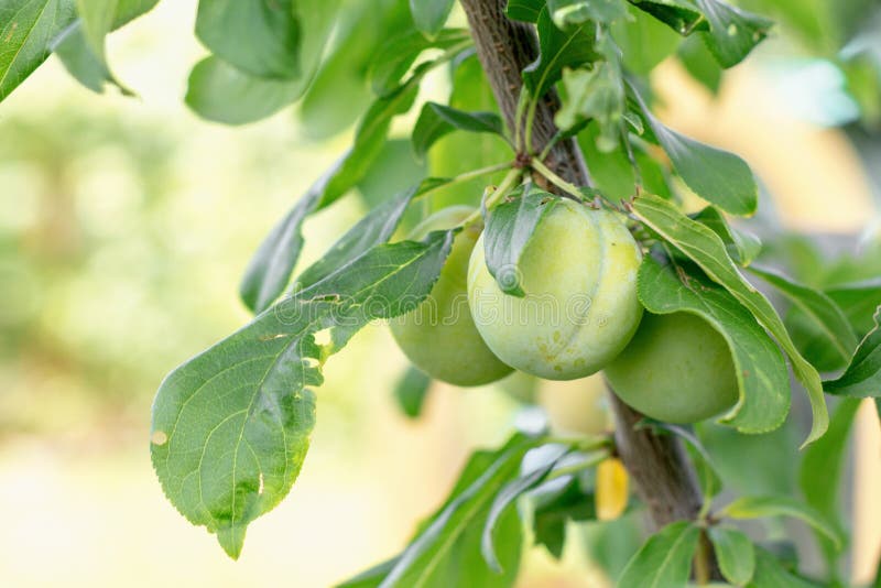 Young Fruits Green Plums on a Sunny Day. Stock Photo Image of early