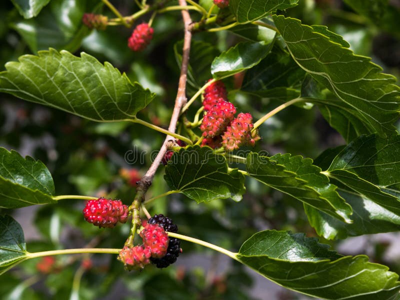 Young fruits of white mulberry Morus alba attached to the branches stock photography Young fruits of white mulberry Morus alba attached to the branches stock photography