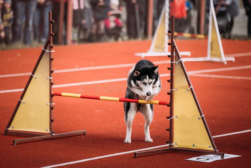Young Funny Husky dog jumping outdoor at agility stock photography Young Funny Husky dog jumping outdoor at agility stock photography
