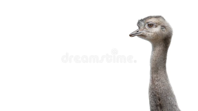 Young and funny Patagonian ostrich Rhea isolated at white background, details, closeup royalty free stock photography Young and funny Patagonian ostrich Rhea isolated at white background, details, closeup royalty free stock photography