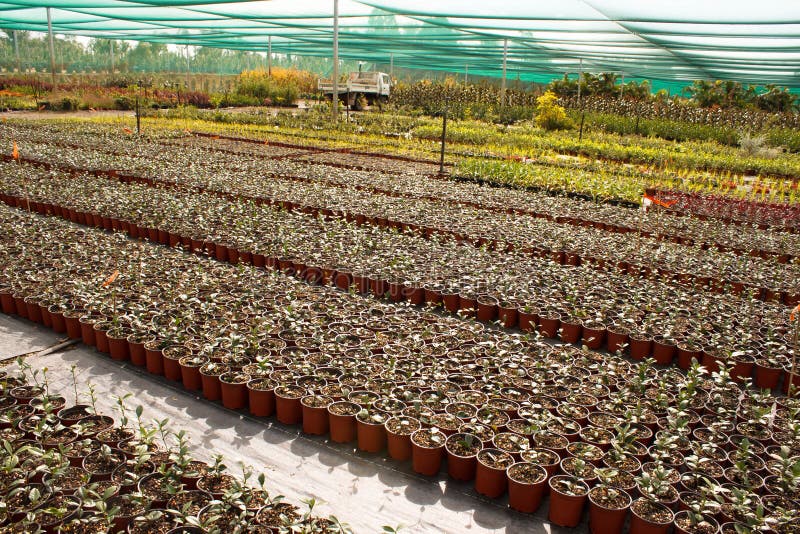 Young garden stock image. Image of gardening, green, organic - 42944403