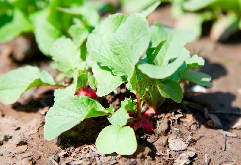 Young garden radishes