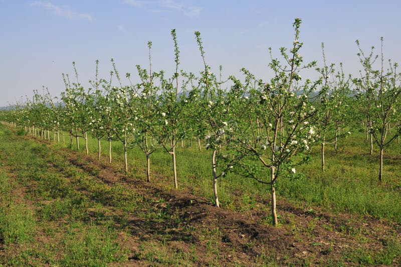 Young garden. Spring, flowering period