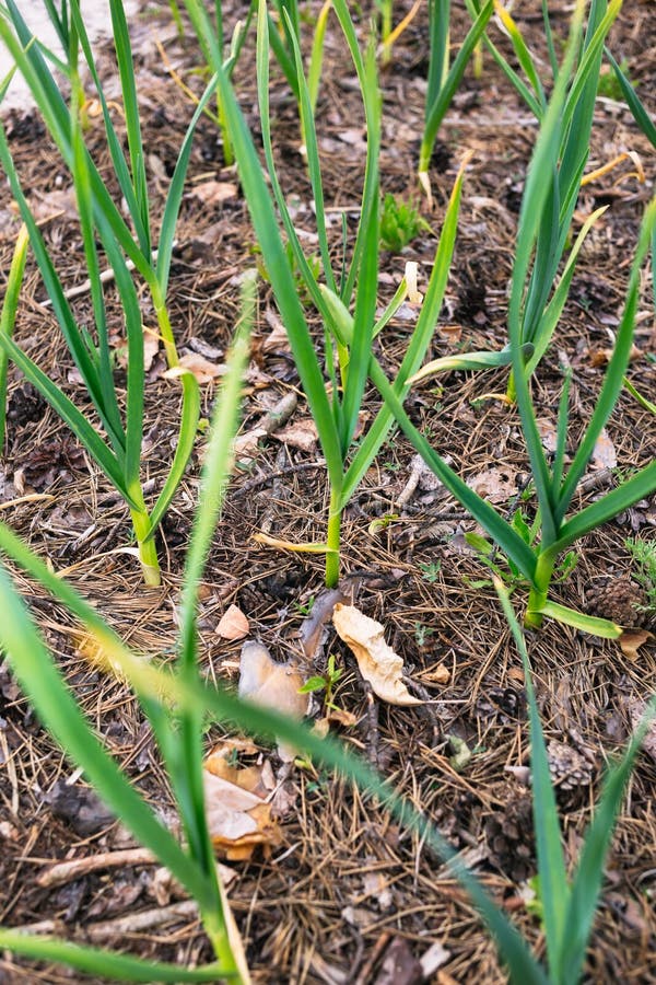 Young Garlic in the Garden Mulching Needles with Cones Stock Image