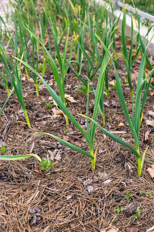 Young Garlic in the Garden Mulching Needles with Cones Stock Image