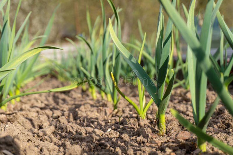 Young Garlic Sprouts in the Garden Stock Image Image of closeup