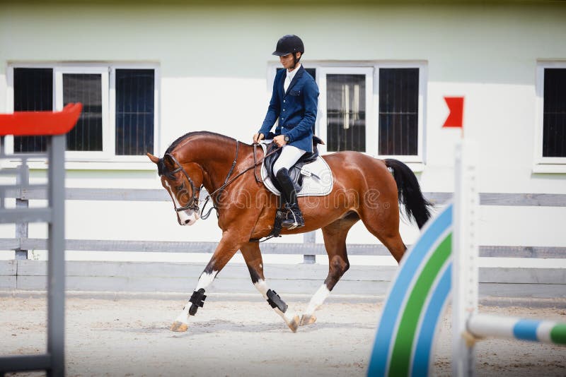 Young gelding horse and adult man rider trotting during equestrian showjumping competition in daytime