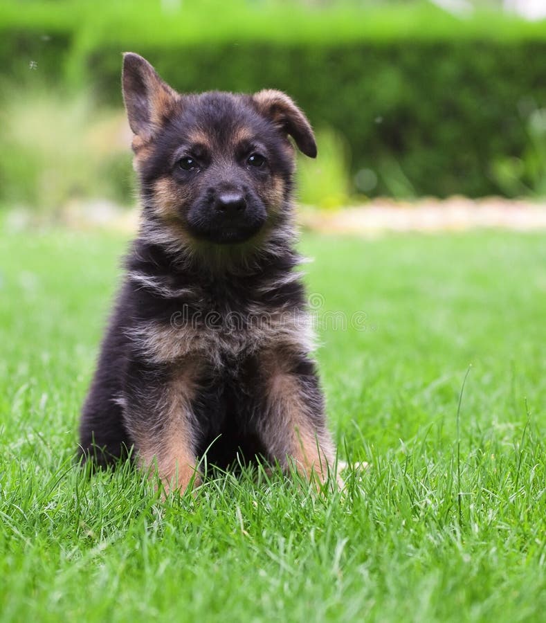 German shepherd dog puppy stock photo. Image of garden 3585712
