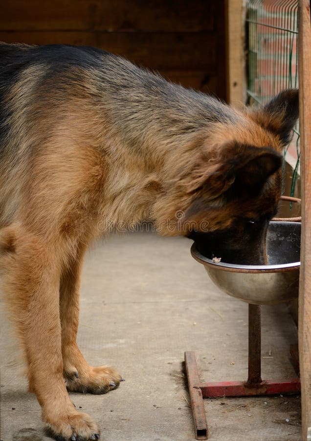 Young German Shepherd Dog Eats from High Standing Plate . Stock Photo