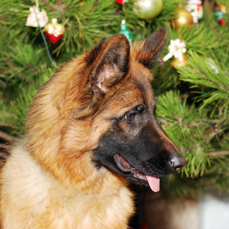 564 German Shepherd Puppy Christmas Stock Photos Free & RoyaltyFree