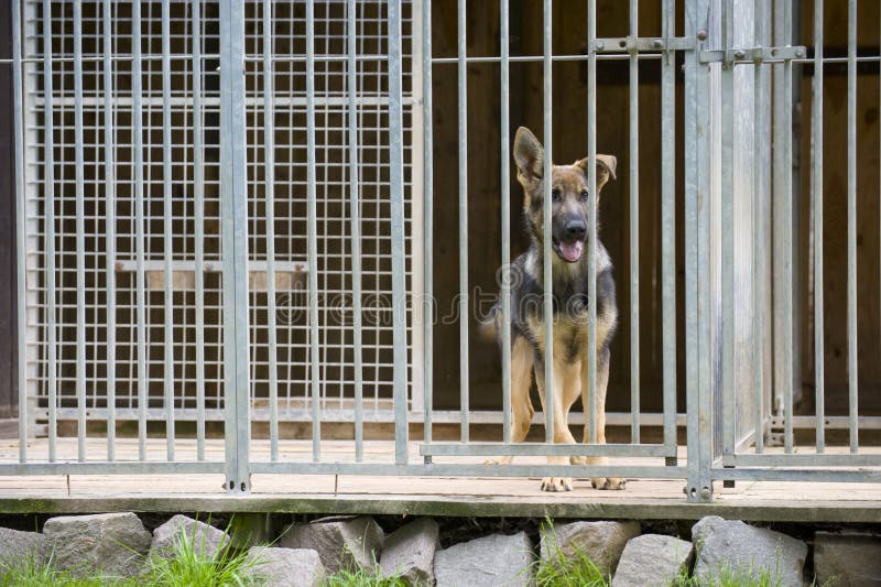 Young German Shepherd dog in kennel