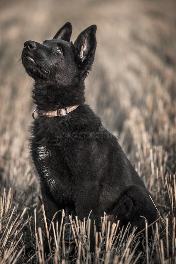 Young German Shepherd