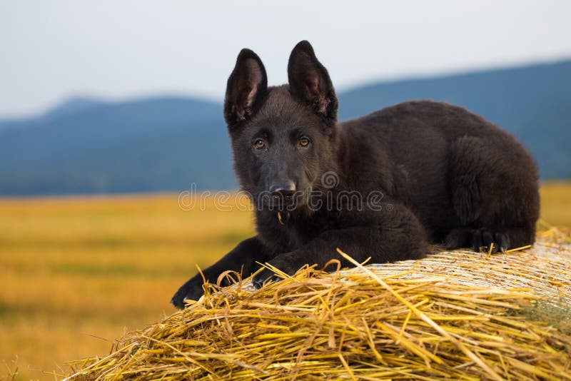 Young German Shepherd