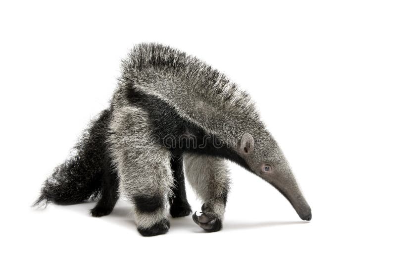 Young Giant Anteater, Myrmecophaga tridactyla, 3 months old, walking in front of white background, studio shot. Young Giant Anteater, Myrmecophaga tridactyla, 3 months old, walking in front of white background, studio shot