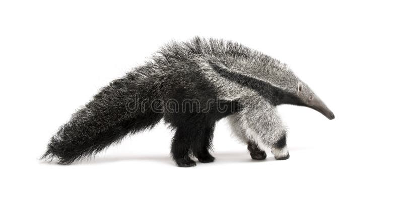 Young Giant Anteater, Myrmecophaga tridactyla, 3 months old, walking in front of white background, studio shot. Young Giant Anteater, Myrmecophaga tridactyla, 3 months old, walking in front of white background, studio shot