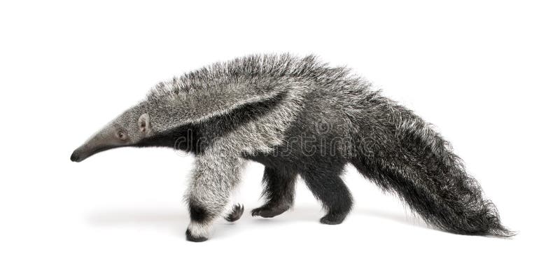 Young Giant Anteater, Myrmecophaga tridactyla, 3 months old, walking in front of white background, studio shot. Young Giant Anteater, Myrmecophaga tridactyla, 3 months old, walking in front of white background, studio shot