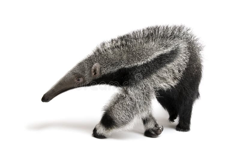 Young Giant Anteater, Myrmecophaga tridactyla, 3 months old, walking in front of white background, studio shot. Young Giant Anteater, Myrmecophaga tridactyla, 3 months old, walking in front of white background, studio shot