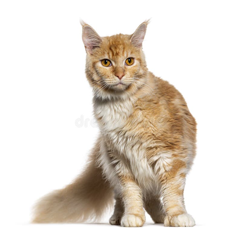 Young Ginger Maine Coon Cat, Isolated on White Stock Photo Image of