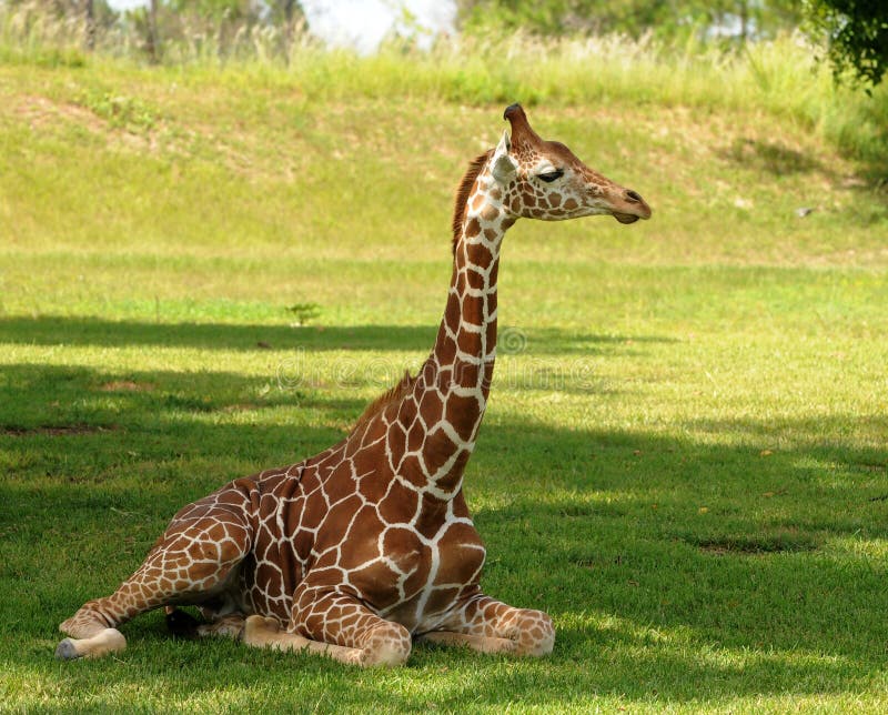 Young giraffe