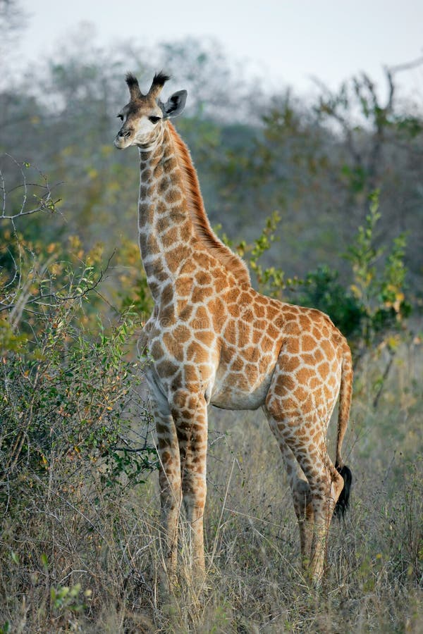 Young giraffe royalty free stock images Young giraffe royalty free stock images
