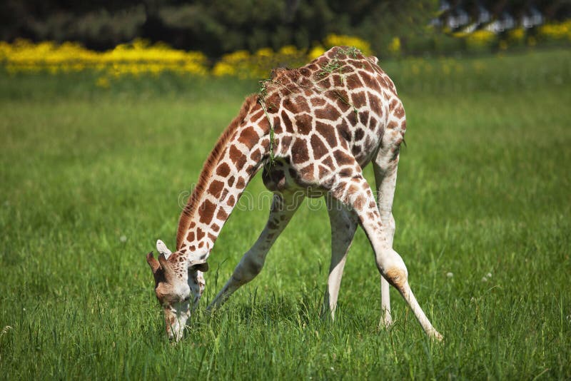 A Young Giraffe Eats Luscious Green Grass Stock Photo Image of green