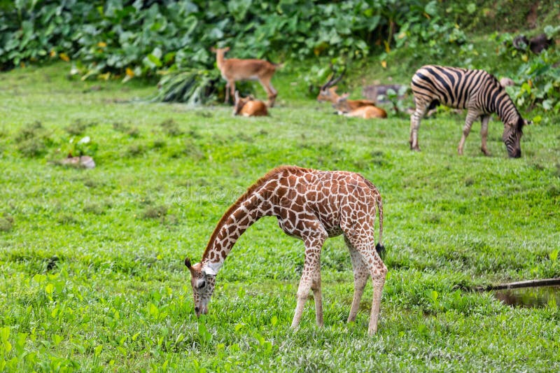 A young giraffe in isolated stock photos