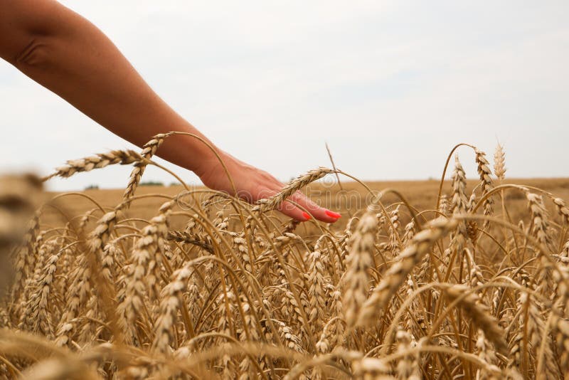 A young girl agronomist touches with her hand golden spikelets of ripe wheat close-up.