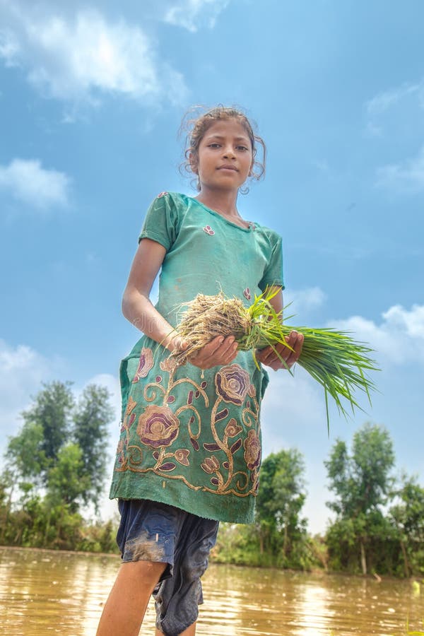 Young Girl Farmer Holds Rice Saplings Stock Photo - Image of adult, haryana:  154205726