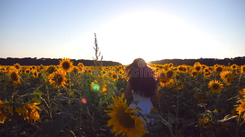 Young girl running along sunflowers field under blue sky at sunset. Sun shine at background. Follow to woman jogging at