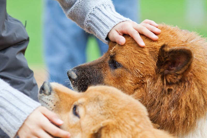 Young girl strokes two Elo dogs