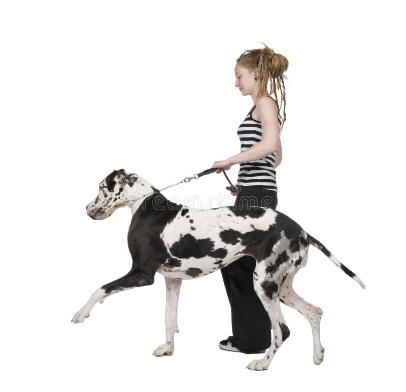 Young girl walking his dog (Great dane 4 years) ha royalty free stock image Young girl walking his dog (Great dane 4 years) ha royalty free stock image