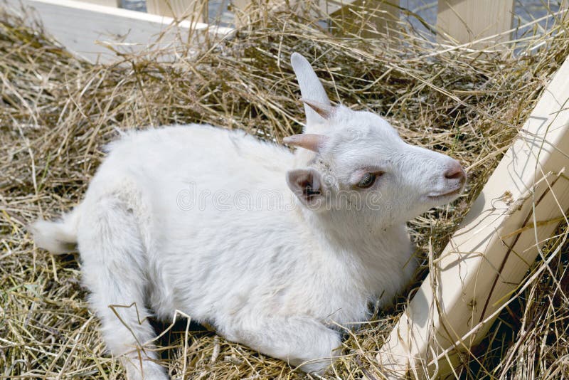 The young goat eating hay stock photo. Image of agriculture 61742744
