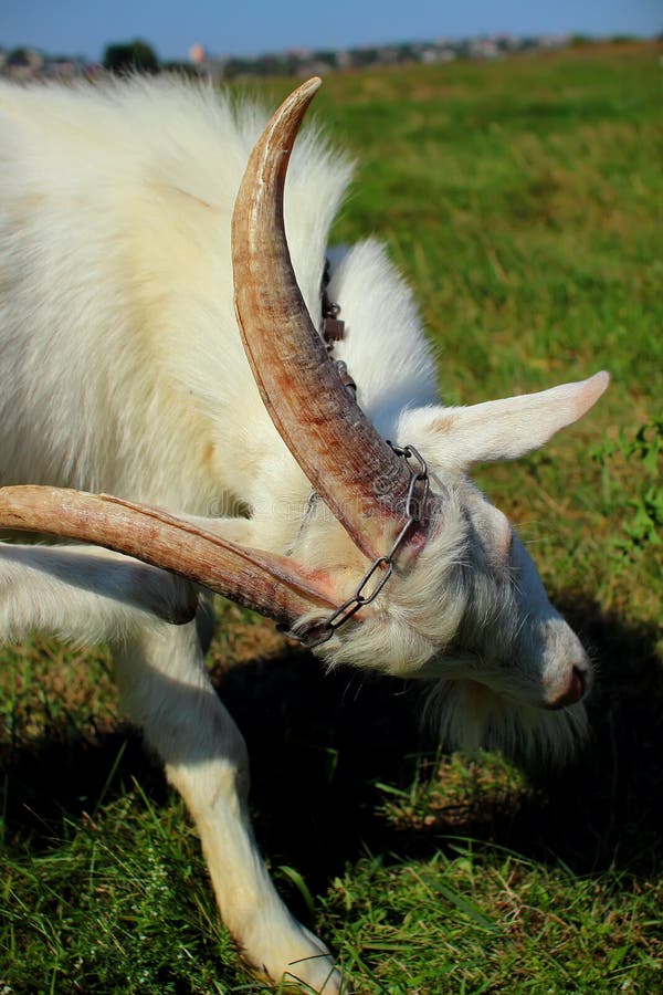 Young goat with horns stock photo. Image of horn, beard 159550498